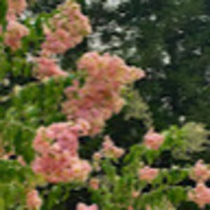 Meet your Posher, Rhea